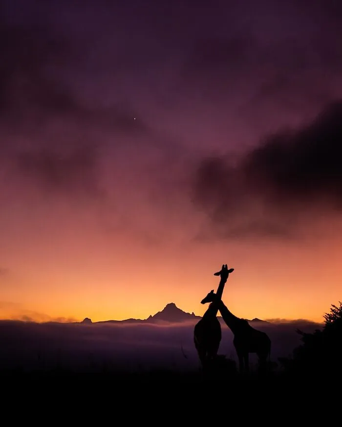 This Photographer Captured 30 Breathtaking Animal Silhouettes At Golden Hour
