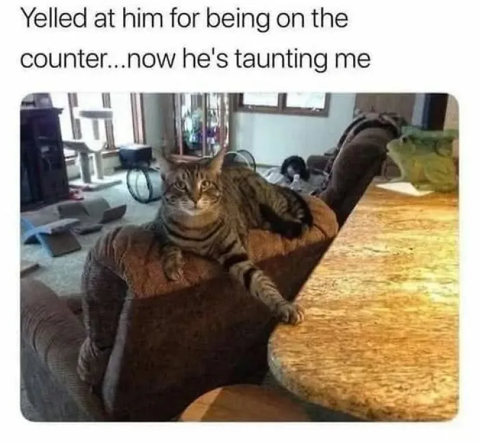 84 Pics That Prove Cats Are Little Jerks You Just Can’t Be Mad At