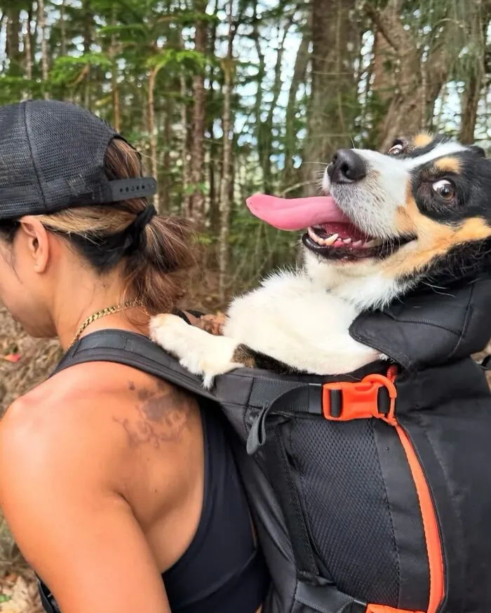 44 Wholesome Photos Of Pups Being Carried Through Cities In Backpacks