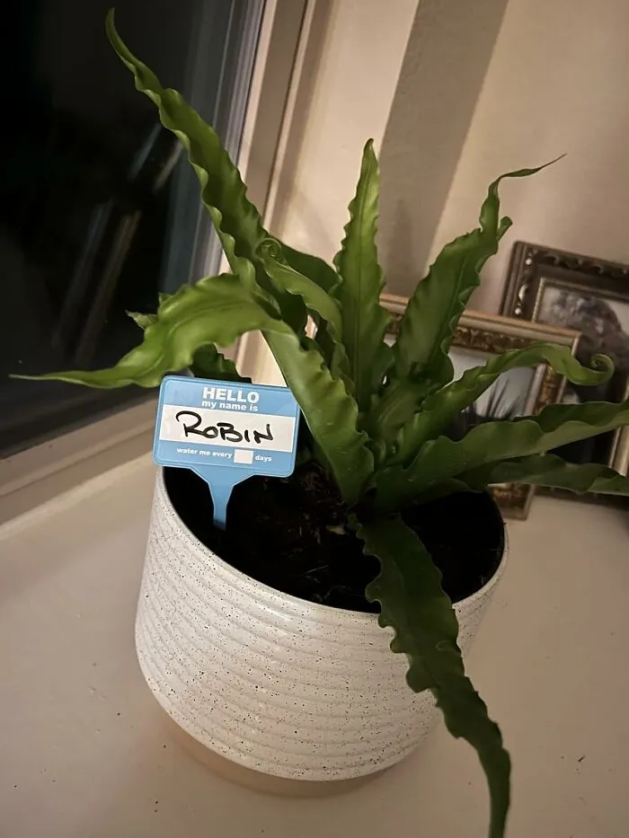 If Talking To Your Plants Make Them Grow Better, You Might As Well Up The Game With Some <a Style="Display:inline;" Href="Https://Www.amazon.com/Bubblegum-Stuff-Badges-Accessories-Recycled/Dp/B088rdy2sj?ie=utf8&linkcode=ll1&tag=bppelican-20&linkid=46df8ed23ff68508c9f18af0a96408ec&language=en_us&ref_=as_li_ss_tl" Target="_blank">  <span Style="Font: Inherit; Color: #d74b1f;"> Plant Name Badges </Span> 