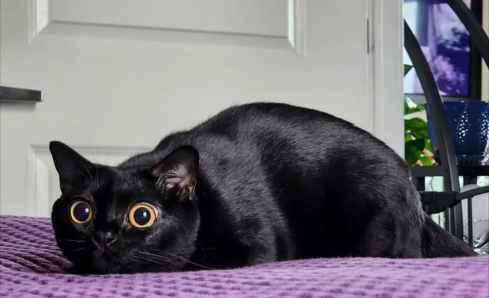 Gimmie That Mouse 😾