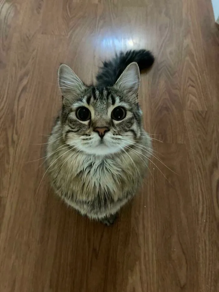 Tabby cat with wide eyes sitting on wooden floor, moments before a playful cat attack on its owner.