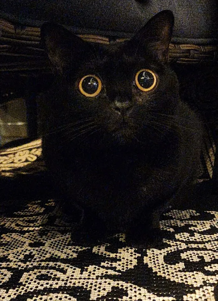 Black cat with wide eyes crouching on patterned fabric moments before it’s about to attack its owner.