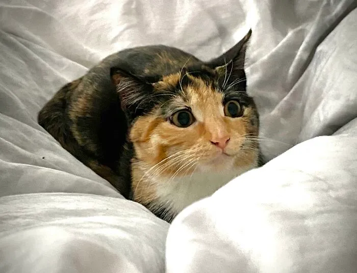 Calico cat with wide eyes preparing to pounce, capturing a super cute cat moment before an attack on owner.