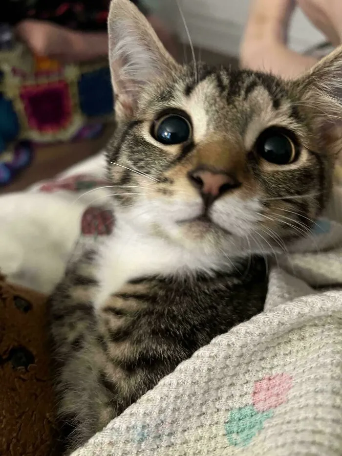 Close-up of a super cute cat with wide eyes moments before it is about to attack its owner, showing playful intensity.