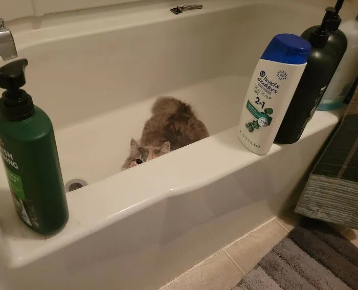 Cat hiding in bathtub moments before they’re about to attack, surrounded by shampoo and soap bottles on tub edge.