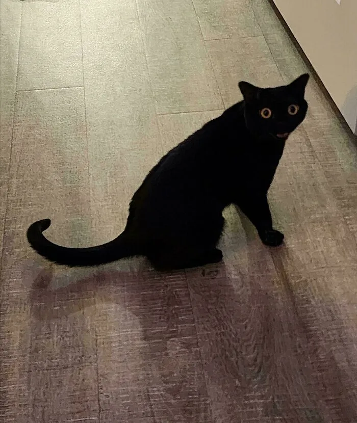 Black cat with wide eyes sitting on wooden floor moments before an attack, showing classic cute cat behavior.