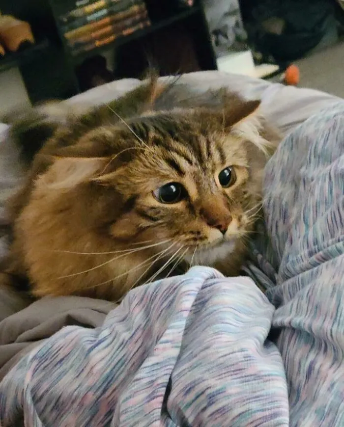 Fluffy cat with wide eyes crouching on a bed, moments before a playful attack on its owner, showing cute alertness.