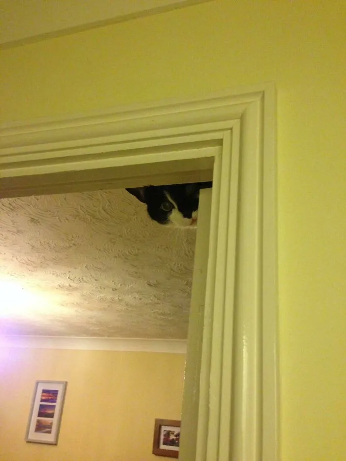 Black and white cat peeking from behind a doorframe, moments before it is about to attack its owner in a home setting.