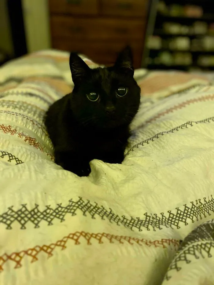 Black cat lying on a patterned blanket with wide eyes, moments before a playful attack on its owner.