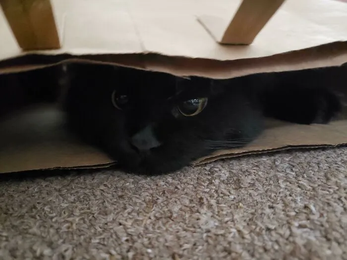 She Likes To Plot From Inside Paper Bags