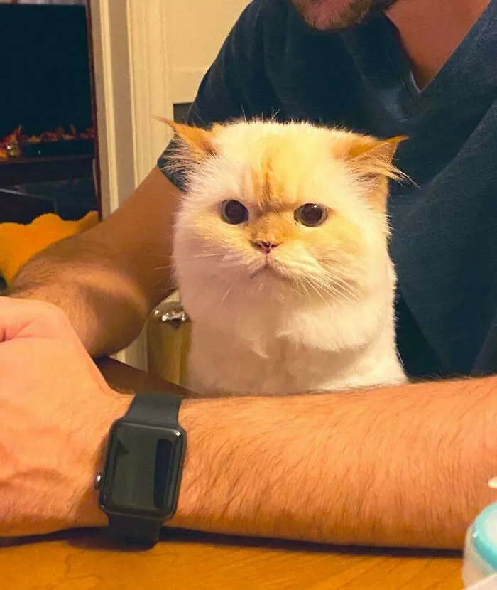 Fluffy cat with focused eyes sitting next to owner, capturing a cute cat moment before an attack gesture.
