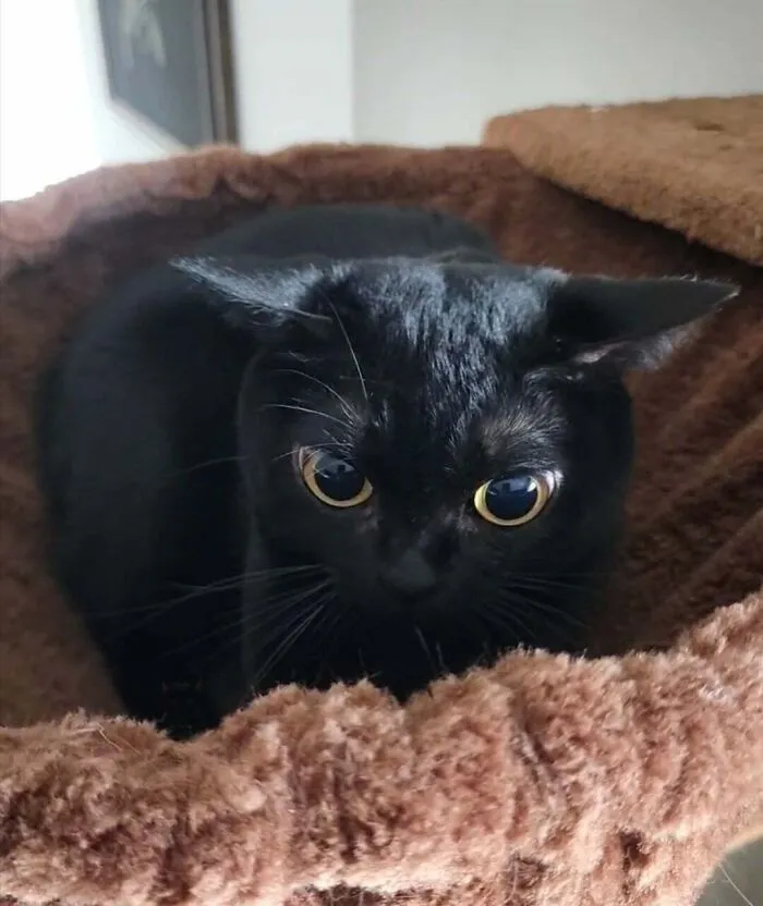 Defending Her Basket