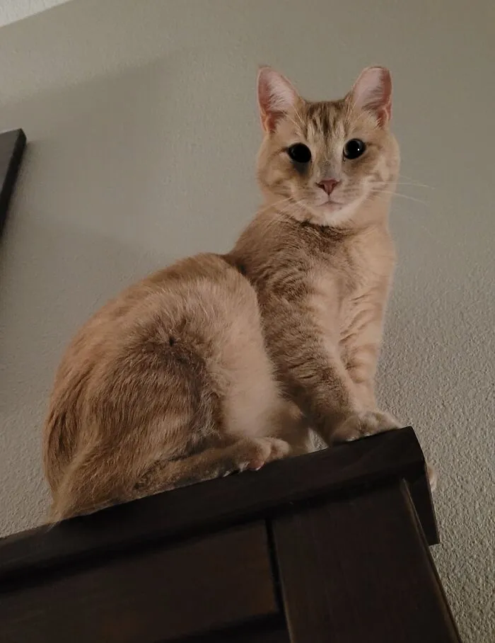 Woke Up To Charlie Plotting His Attack