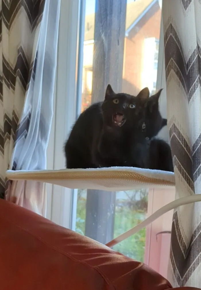 Rupert Woke Up And Chose Violence
