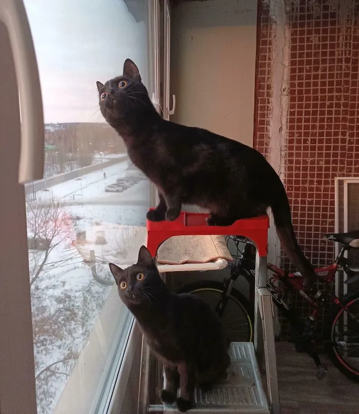They Saw A Bird
