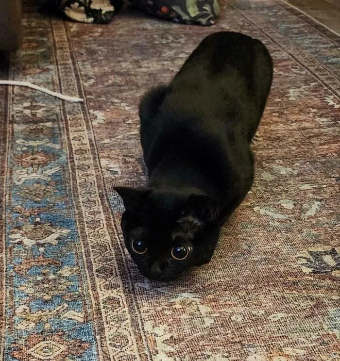 She's Sneaking Up On Her Catnip Mice