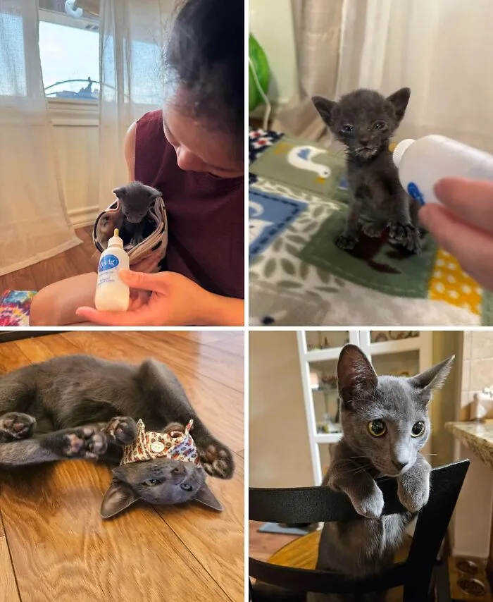 This Is Alek, We Fostered Her In May. Now She Lives With Us Permanently
