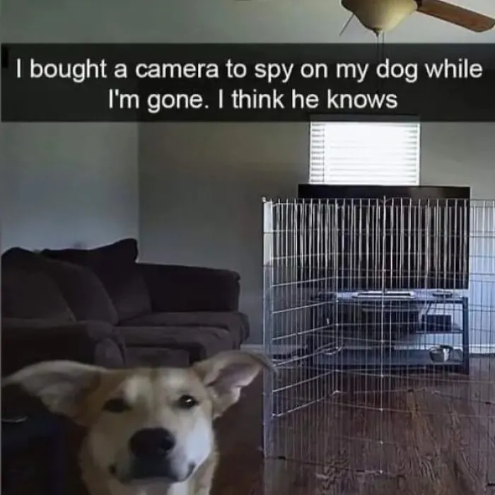 50 Adorable Dog Memes To Warm Your Heart And Make You Laugh