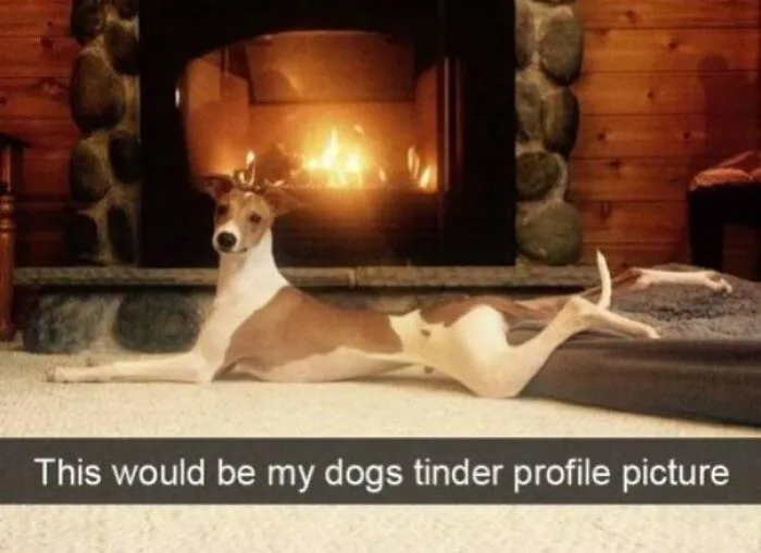 50 Adorable Dog Memes To Warm Your Heart And Make You Laugh