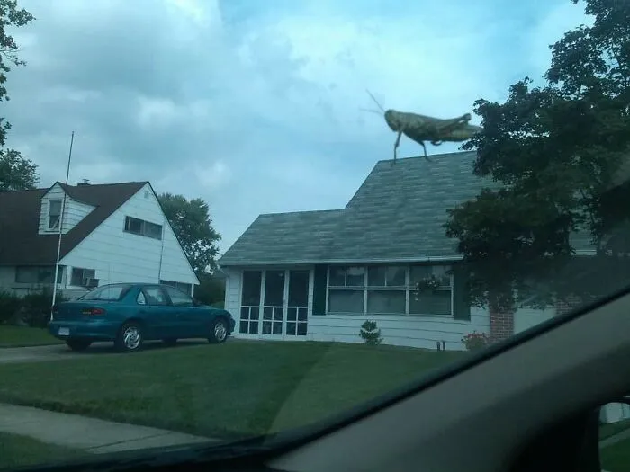 This Grasshopper On My Windshield