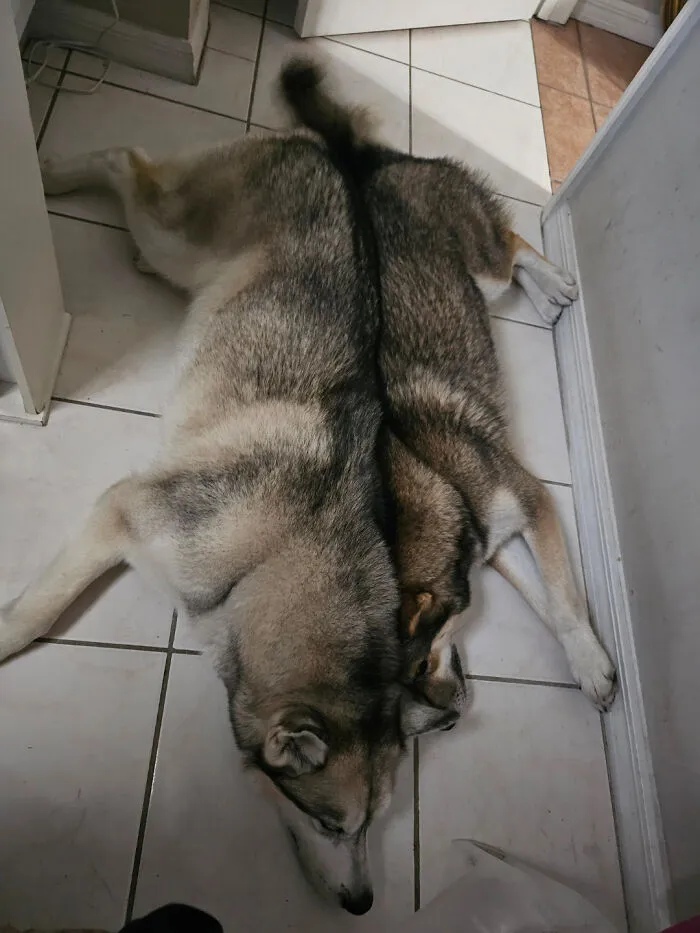 Two dogs lying side by side on tiled floor, creating a confusing visual illusion for the brain to catch up.