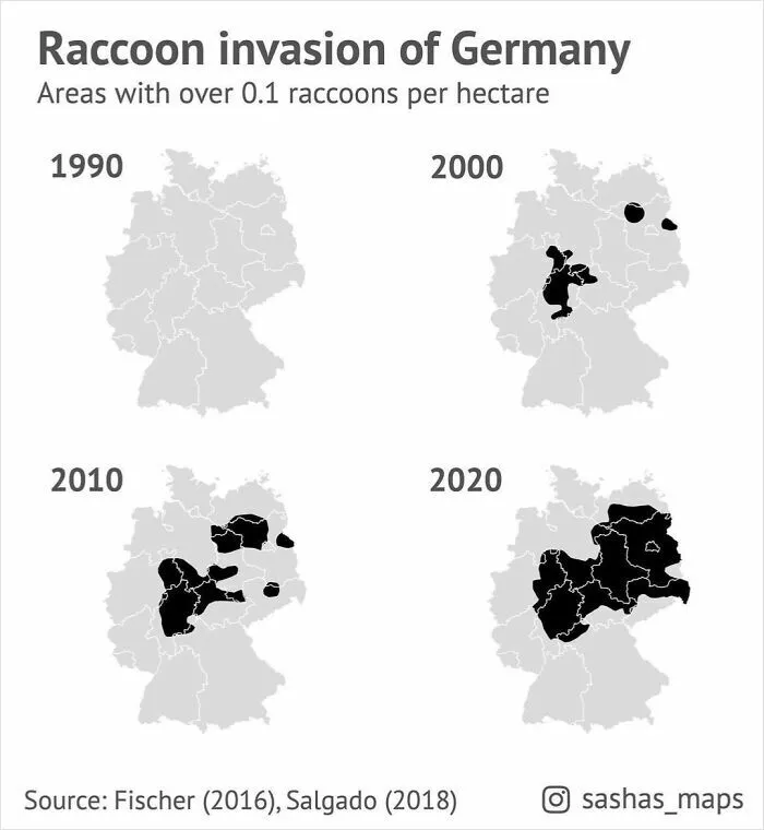 Raccoon Invasion Of Germany In The Past 30 Years
