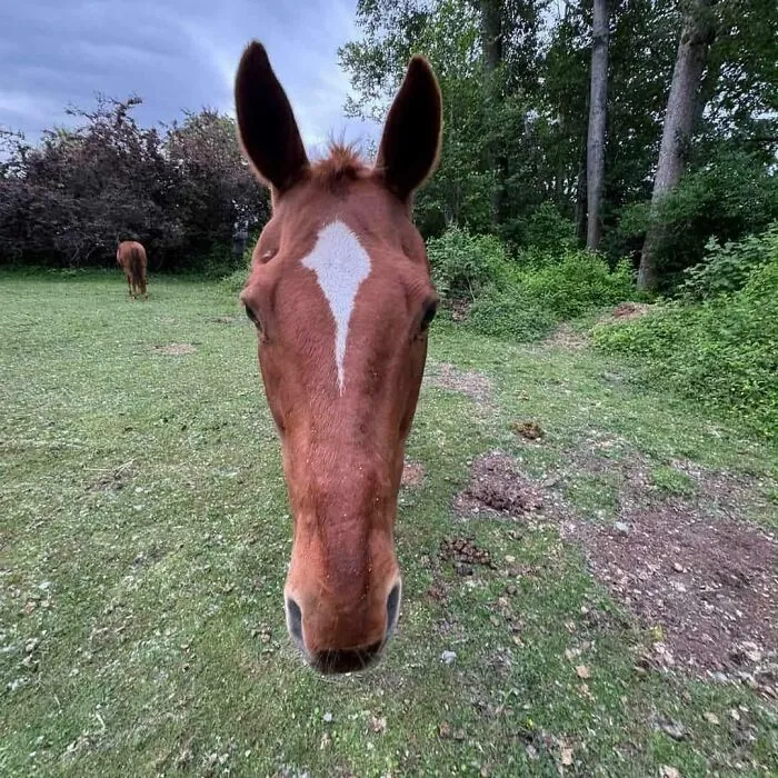 Close-up of a horse with a distorted perspective creating a confusing photo that challenges your brain to catch up.