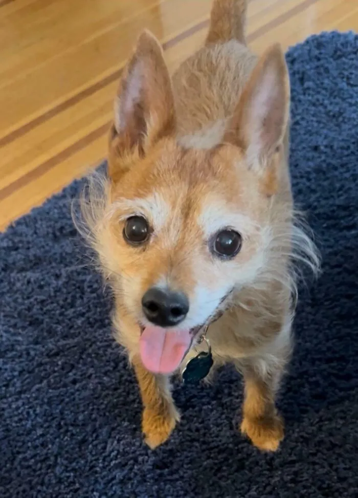 Today We Adopted…