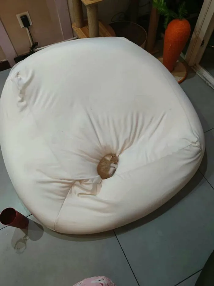 We Need A Bigger Bag For The Orange Bean
