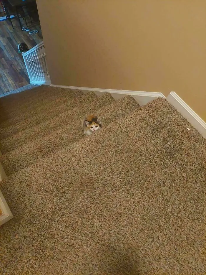 Muffin, The Fighter Of Peets And Thief Of Socks