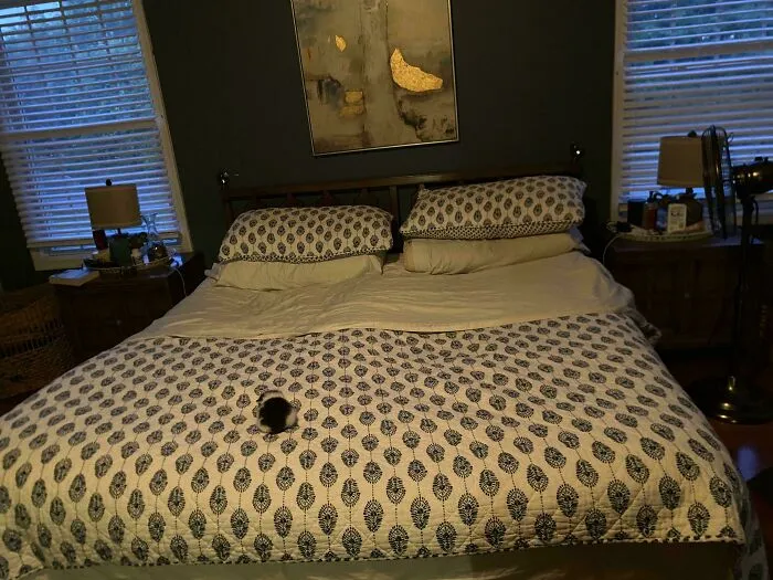 Checkers Has Taken Over My Marital Bed