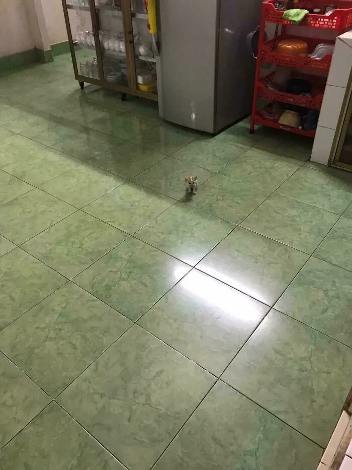 What Should His Name Be ?