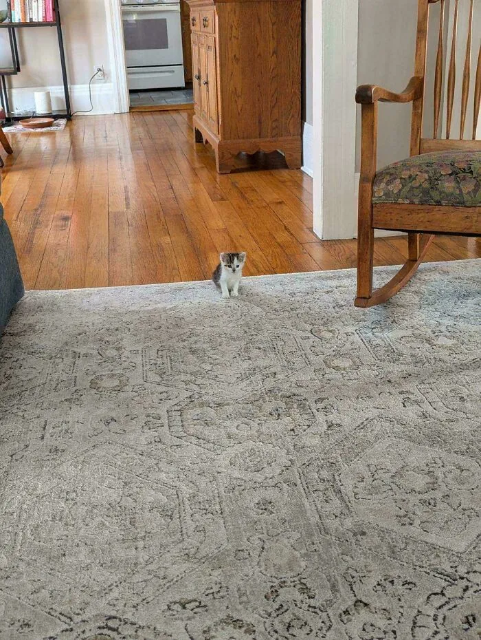 The Kitten My Parents Found