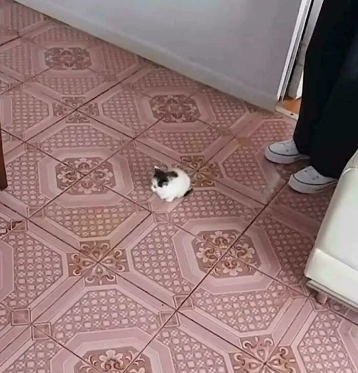 Bro Isn’t Even Half A Tile Sized