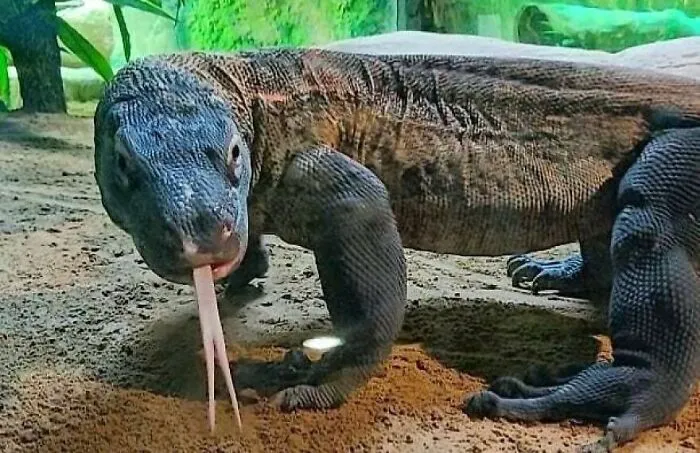 Komodo Dragon