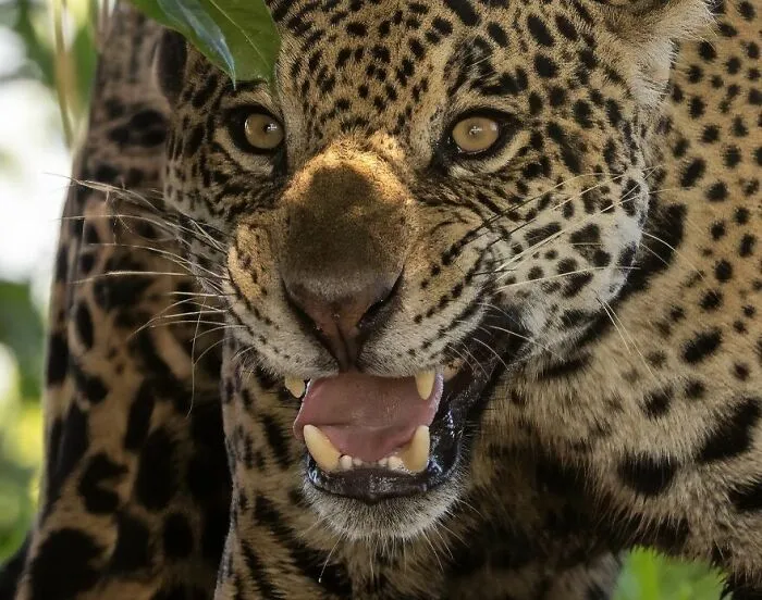 Jaguar
