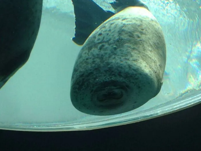 Just A Seal... That Ran Into The Glass