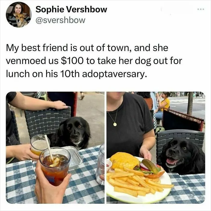Person taking a dog out for lunch celebrating its 10th adoptaversary, featured in funny and cute animal memes.