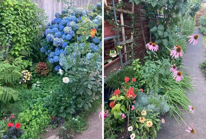 Owner Is Tearing Out Our Gardens And Putting In Grass And River Gravel