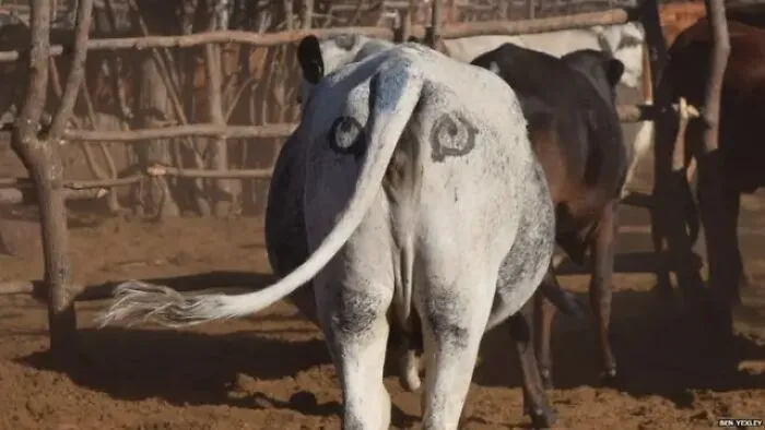 Paint Eyes On Cow Bums (Yes, Really)