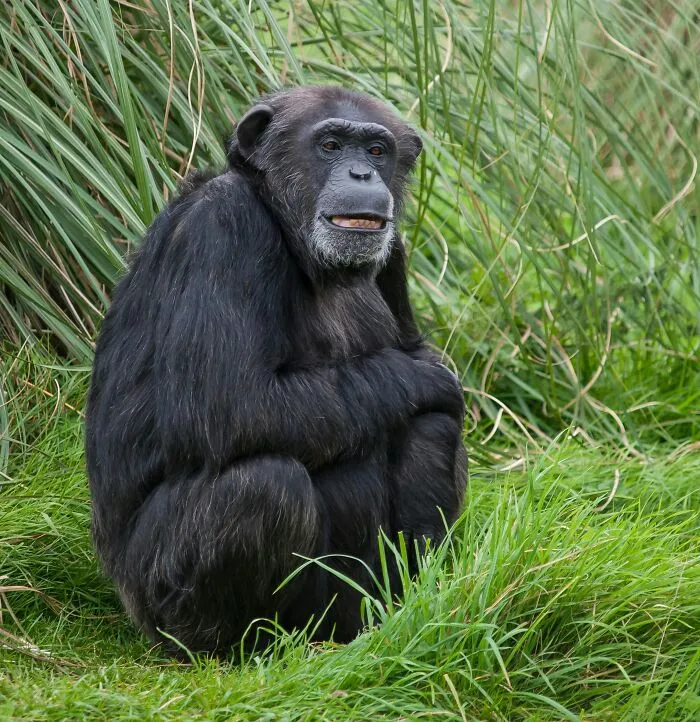 Dodge Chimp Revenge Plots With Disguises