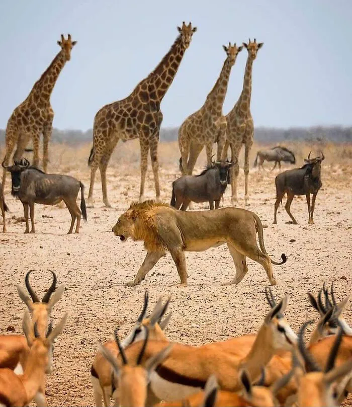 30 fotos tiernas y divertidas de animales que pueden alegrarte el día en un instante
