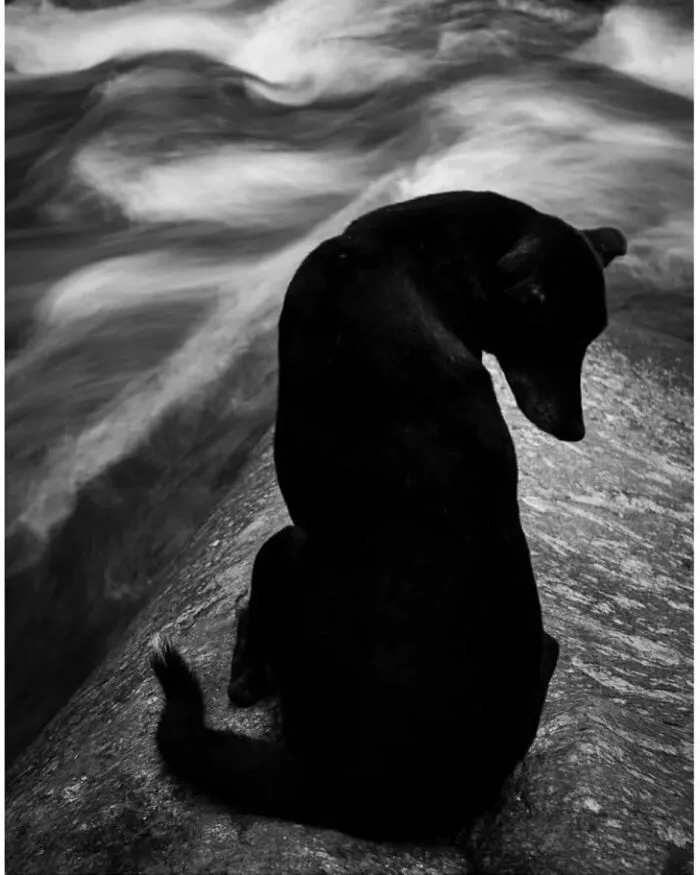 30 fotos tiernas y divertidas de animales que pueden alegrarte el día en un instante