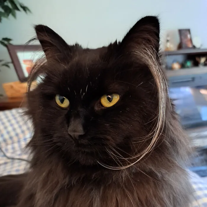 Daya Is Ready To Take Your Call