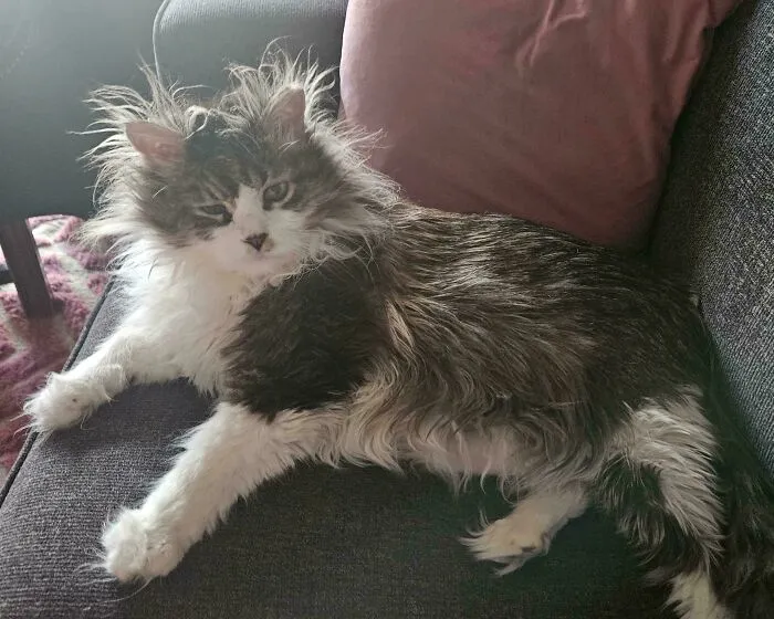 Mr. Bill Is Groggy From His Nap