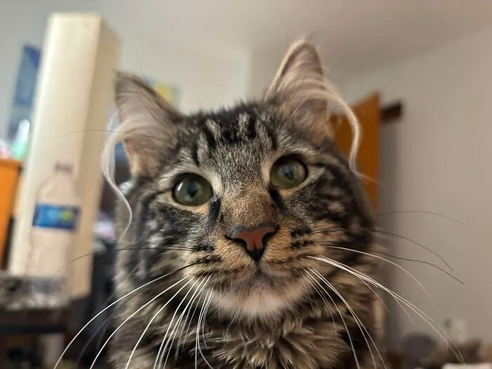 My Boy’s Ear Hair Is Getting A Little Out Of Hand…