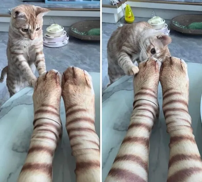39 Hilarious “Important Animal Images,” As Shared By This Page Dedicated To All Sizes And Species (New Pics)