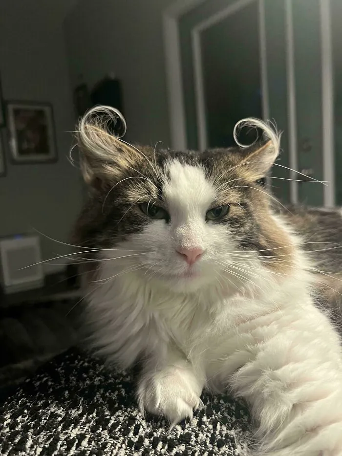 Turkey The Tnr Cat