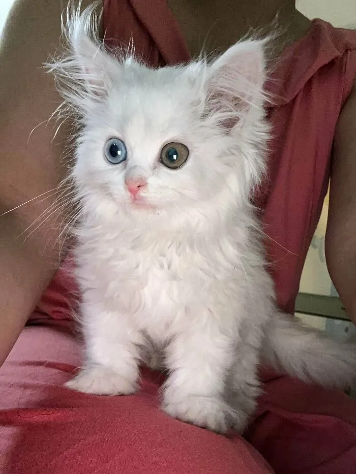 I Was Tagged Into This Group, This Is My Freya 🐈 She’s All The Princess 🎀